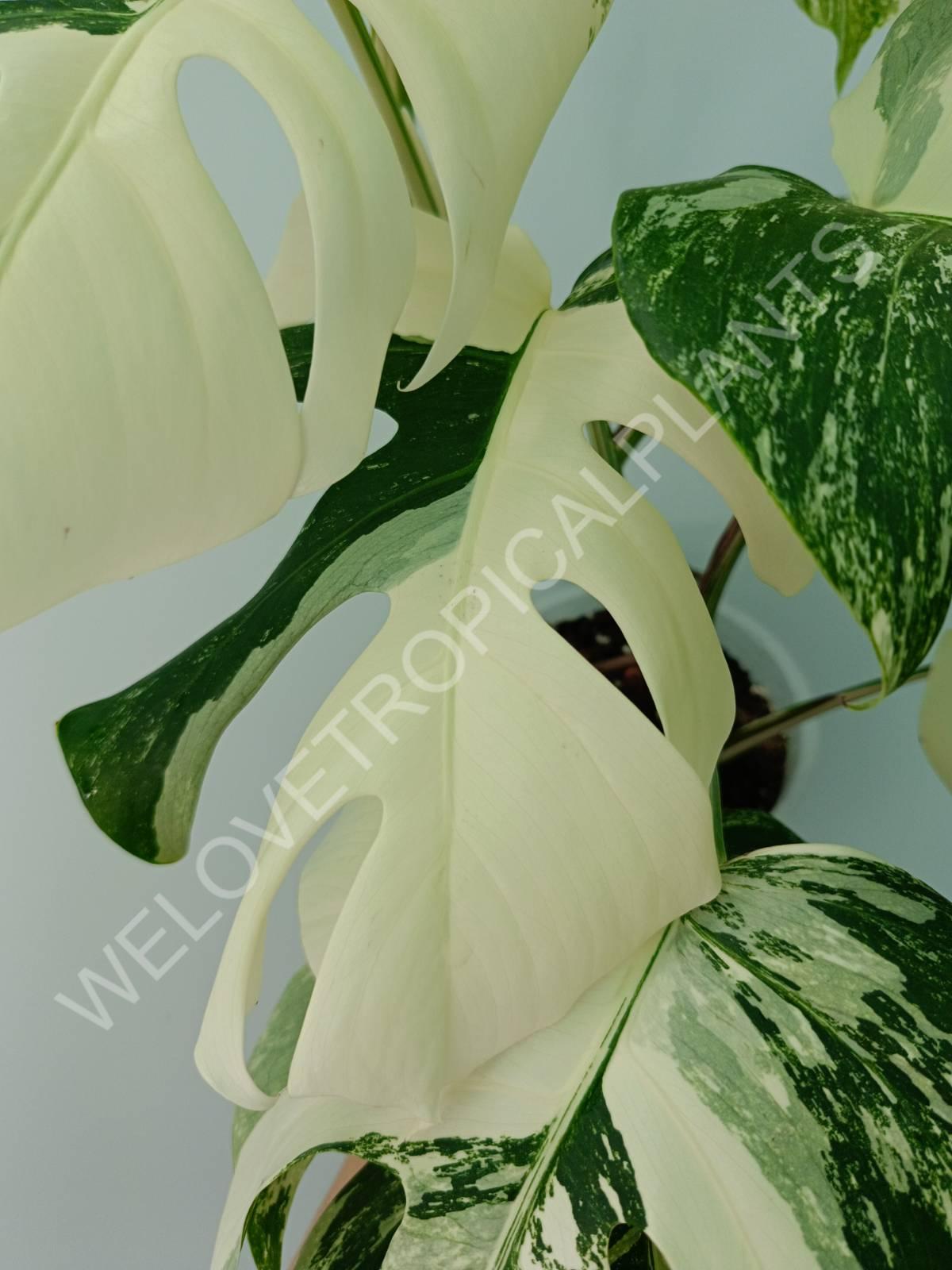 Monstera variegata albo