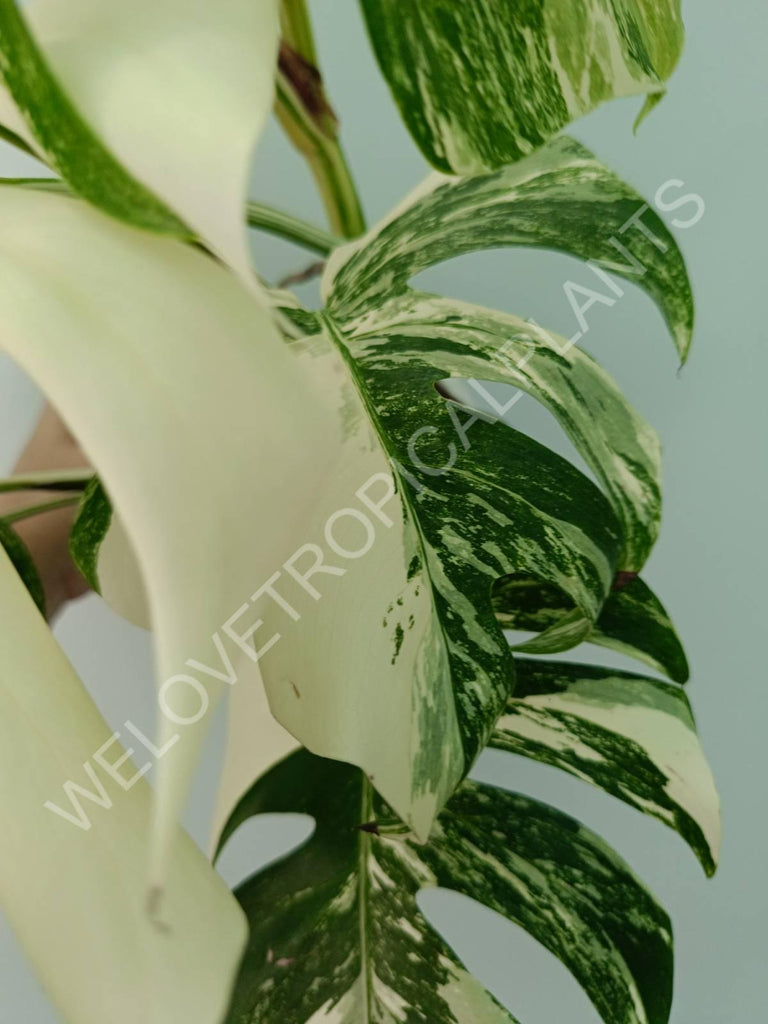 Monstera variegata albo