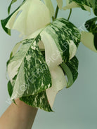 Monstera variegata albo