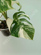 Monstera variegata albo