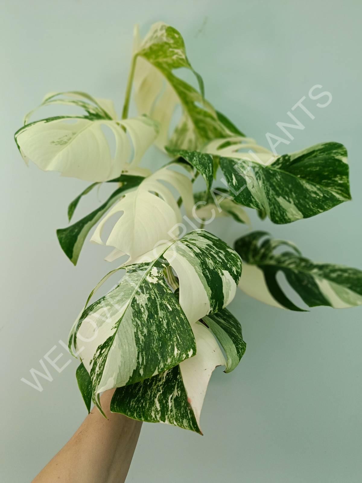 Monstera variegata albo