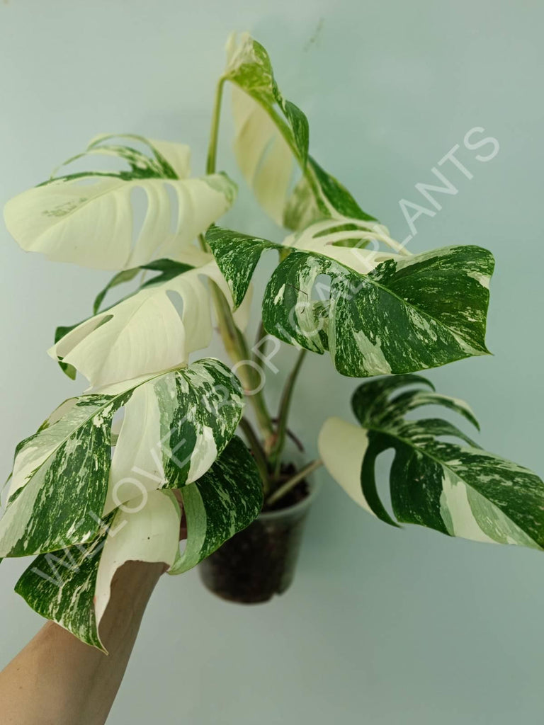 Monstera variegata albo