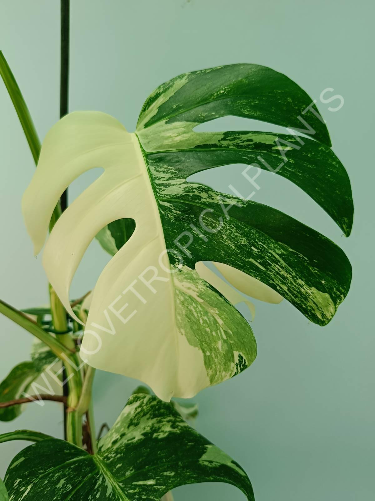 Monstera variegata albo