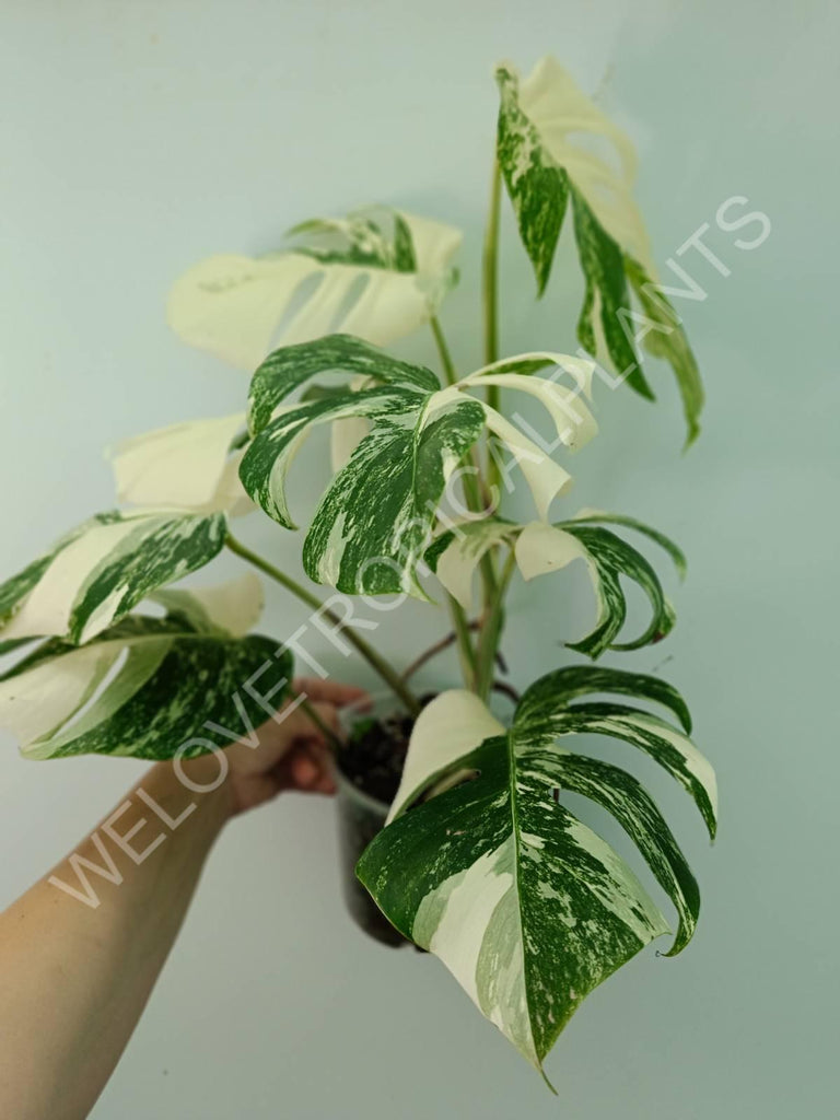 Monstera variegata albo