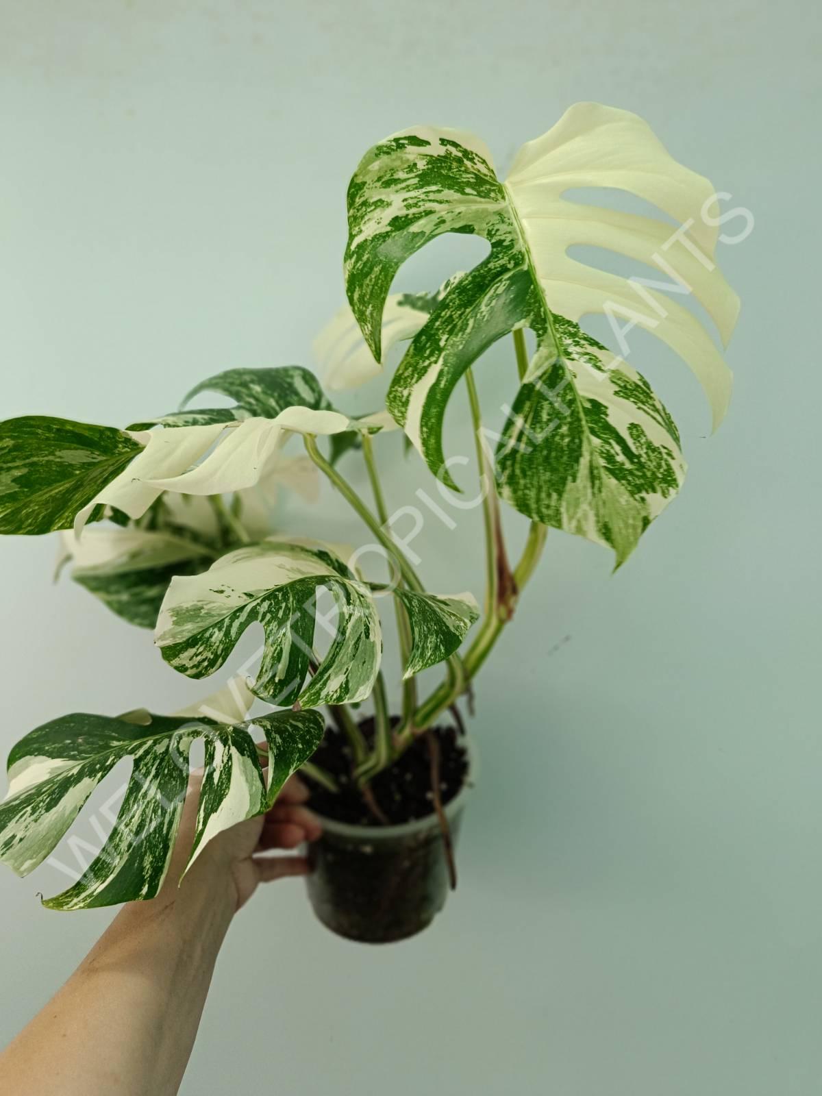 Monstera variegata albo