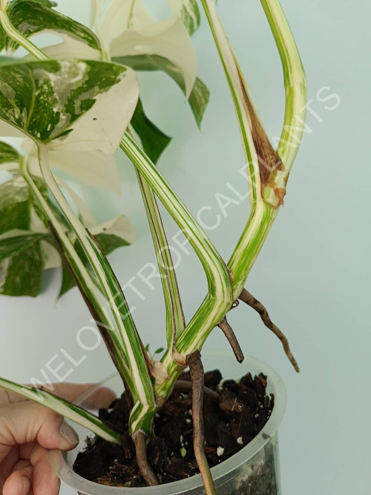 Monstera variegata albo