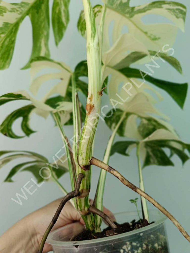 Monstera variegata albo