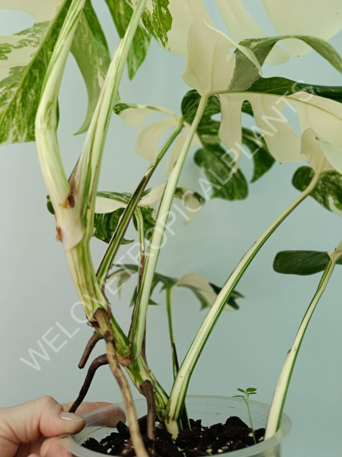 Monstera variegata albo