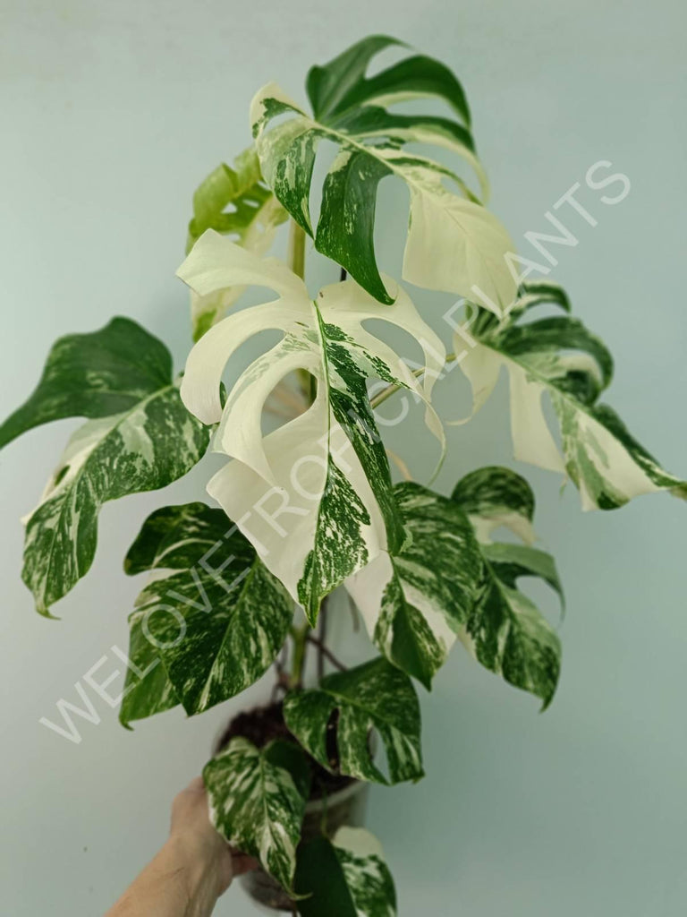 Monstera variegata albo