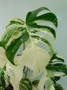 Monstera variegata albo