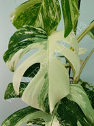 Monstera variegata albo