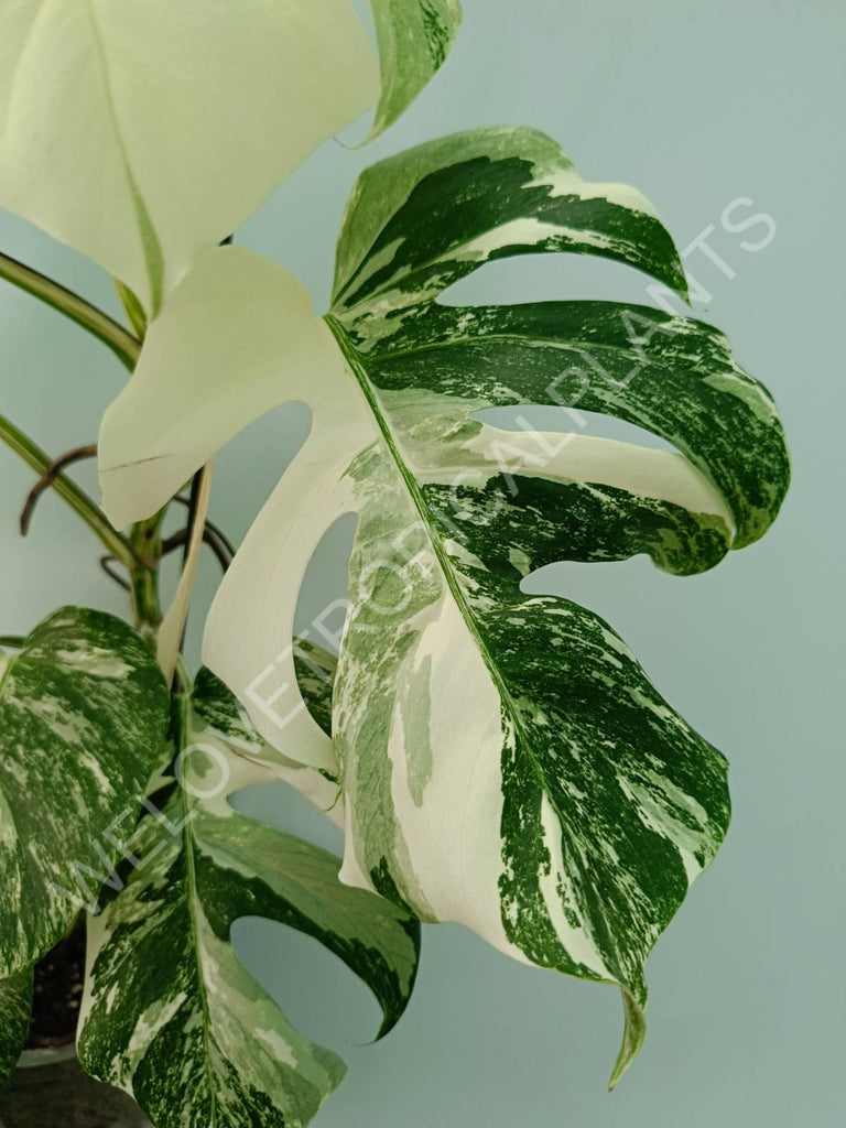 Monstera variegata albo