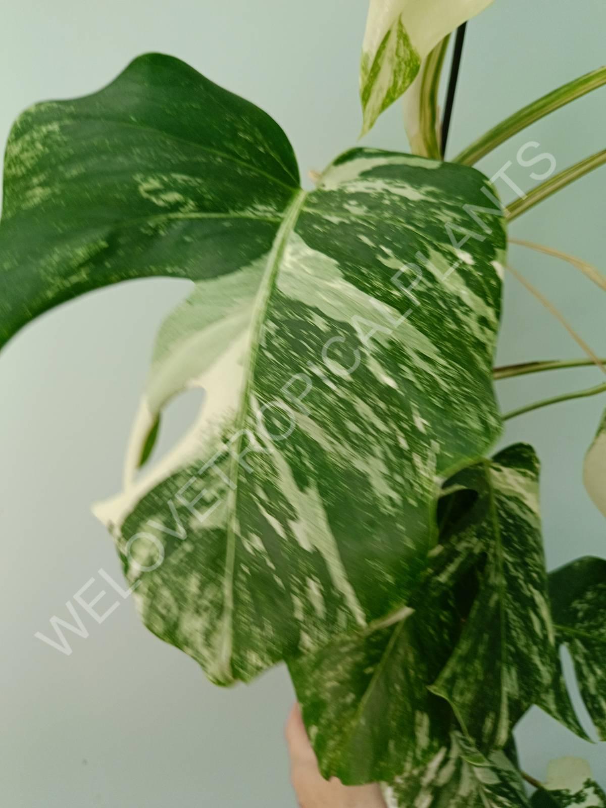 Monstera variegata albo