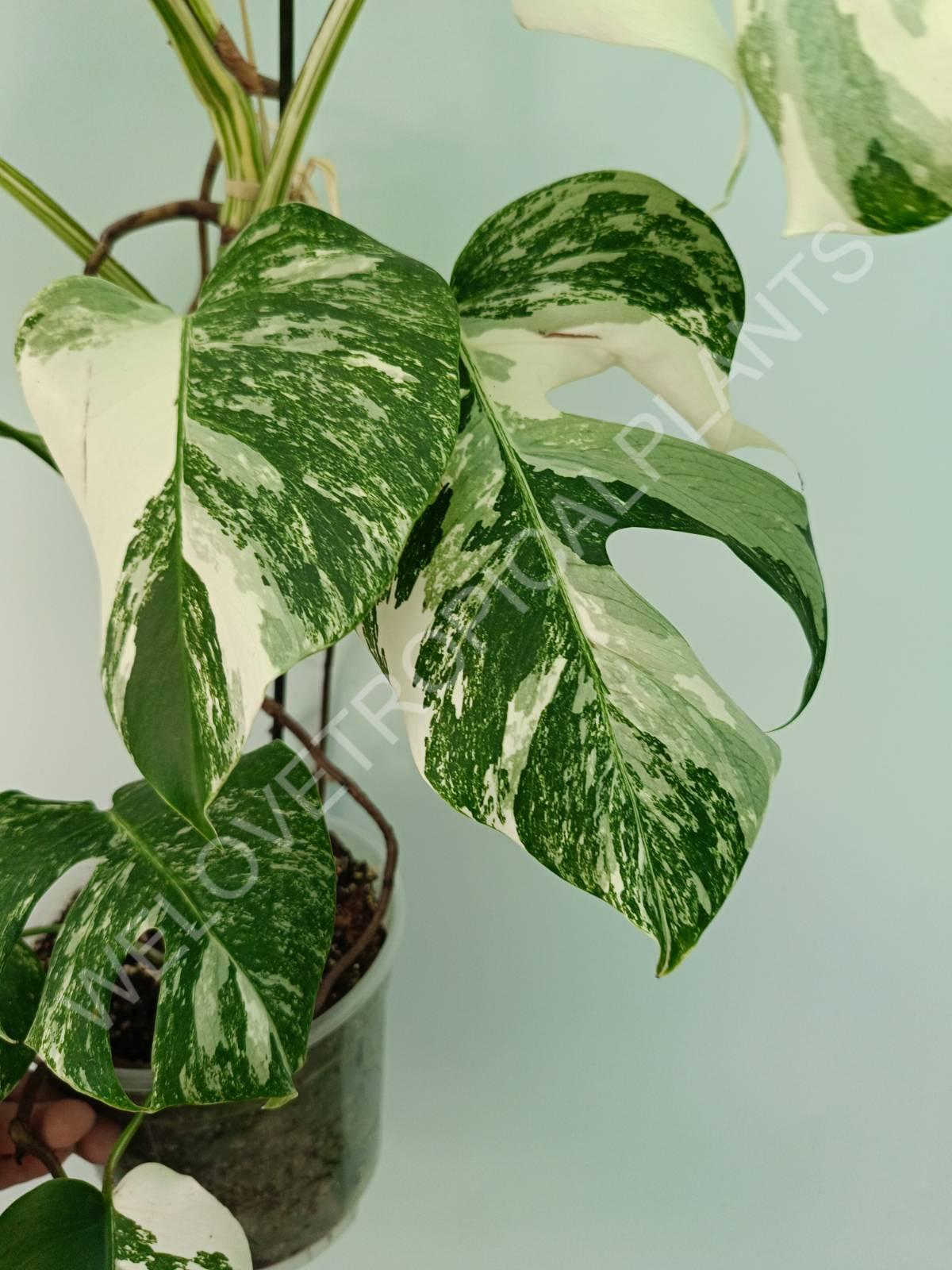 Monstera variegata albo