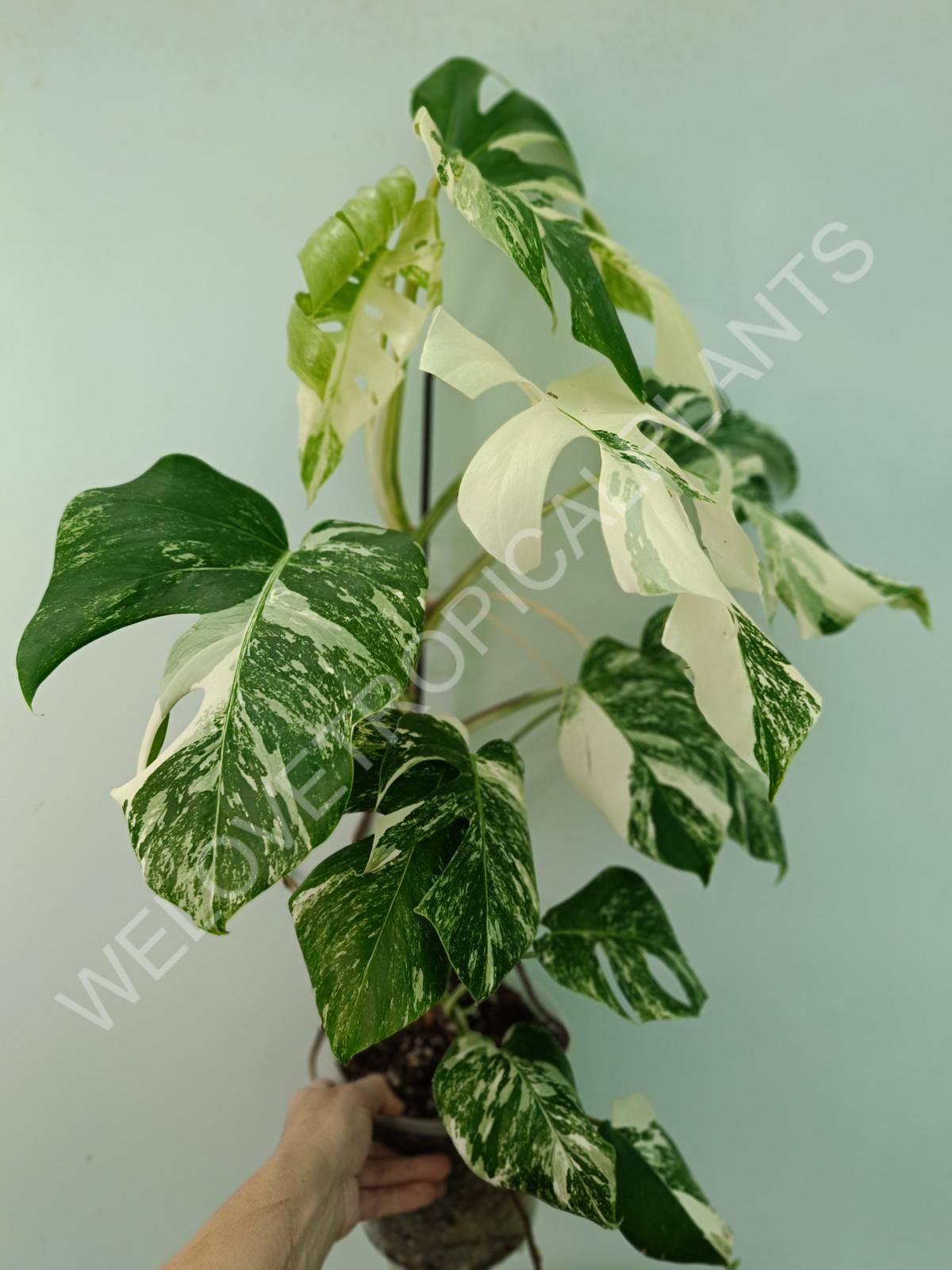 Monstera variegata albo