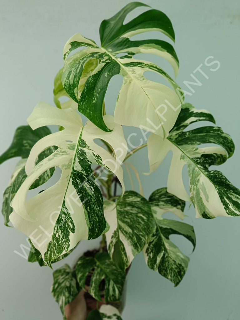 Monstera variegata albo