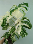 Monstera variegata albo