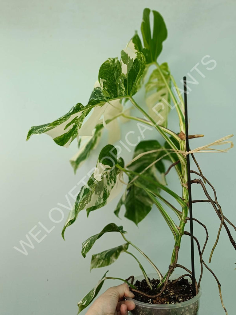 Monstera variegata albo