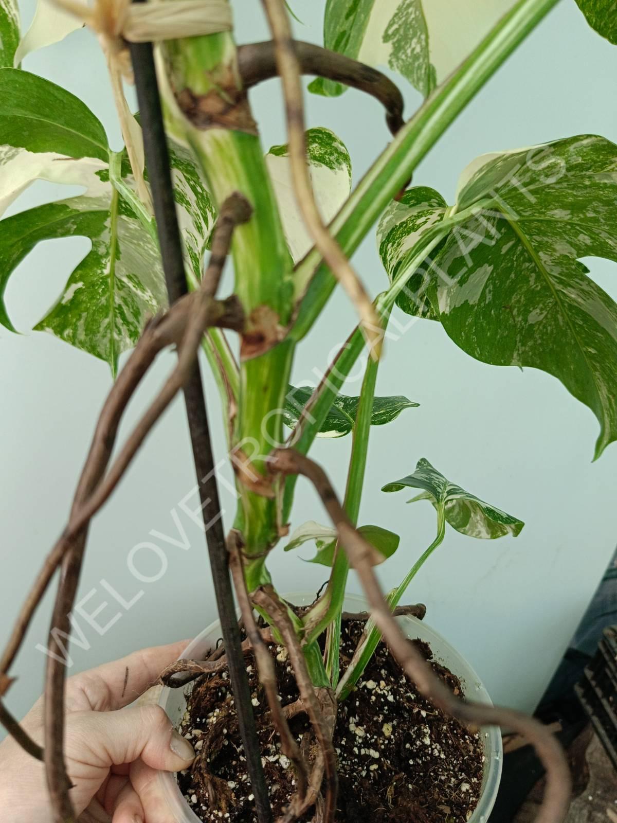 Monstera variegata albo