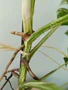 Monstera variegata albo