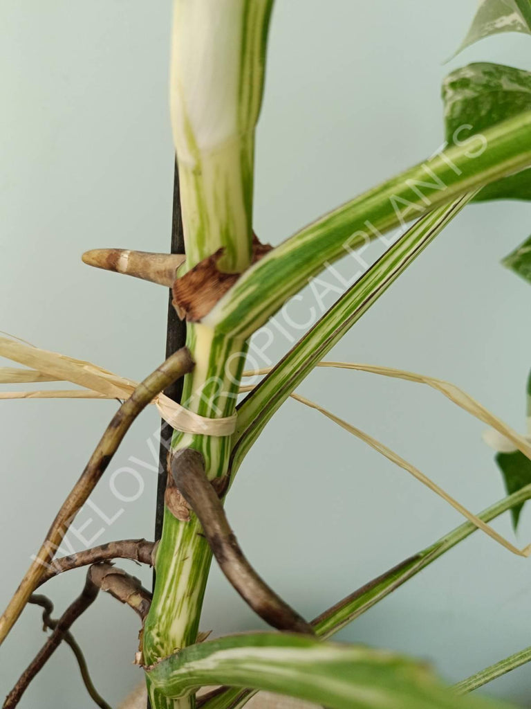 Monstera variegata albo