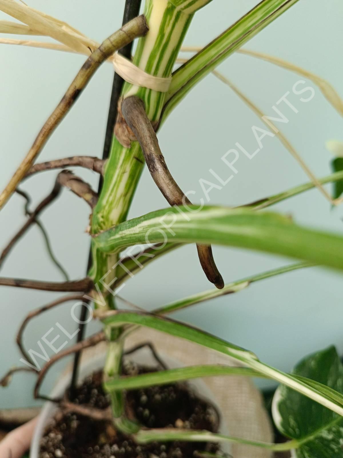 Monstera variegata albo