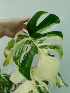 Monstera variegata albo