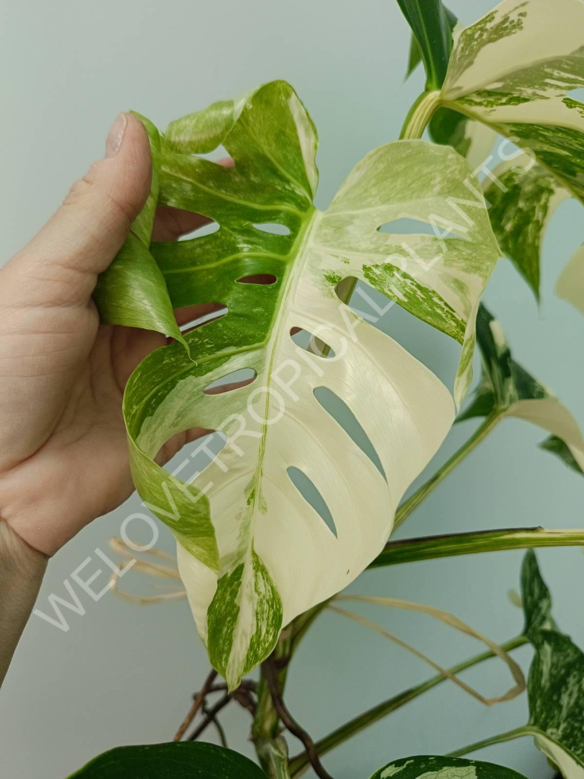 Monstera variegata albo