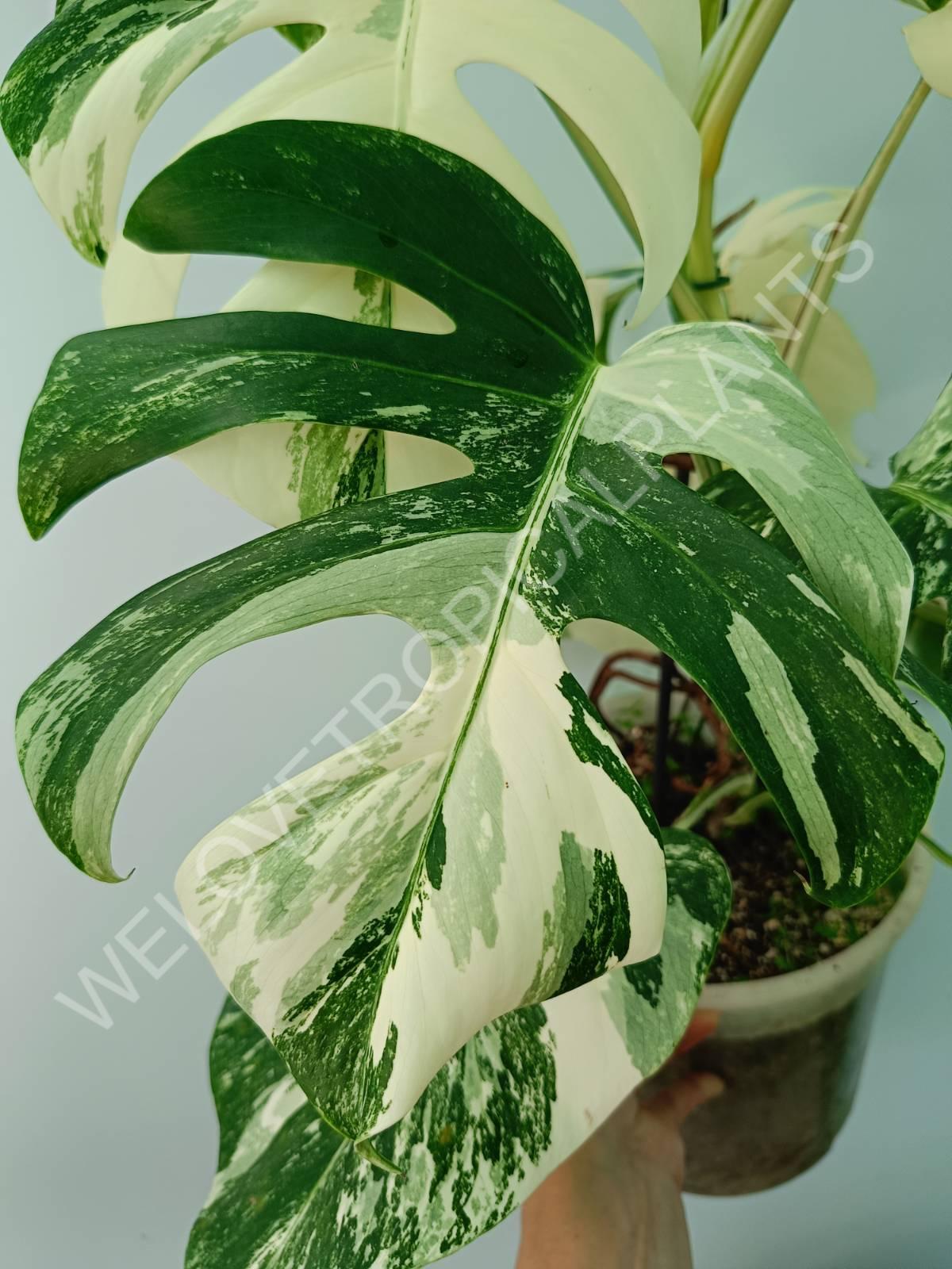 Monstera variegata albo