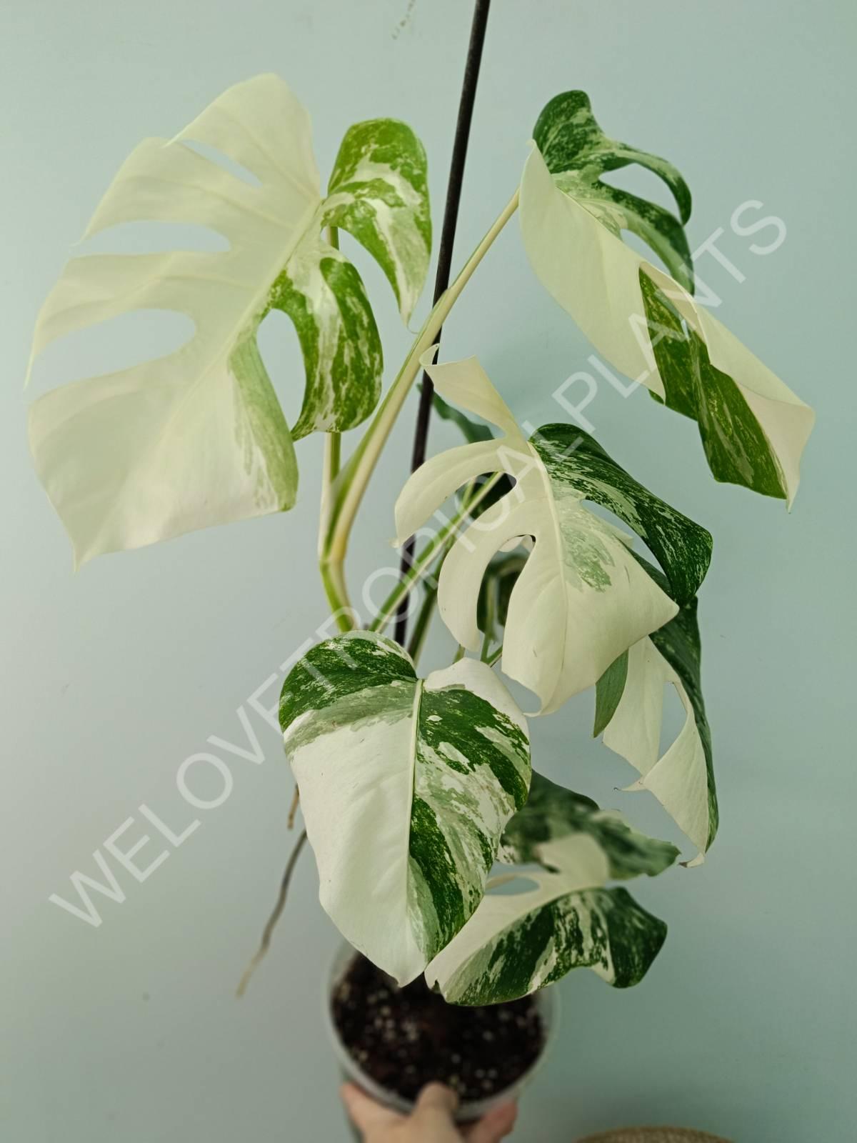 Monstera variegata albo