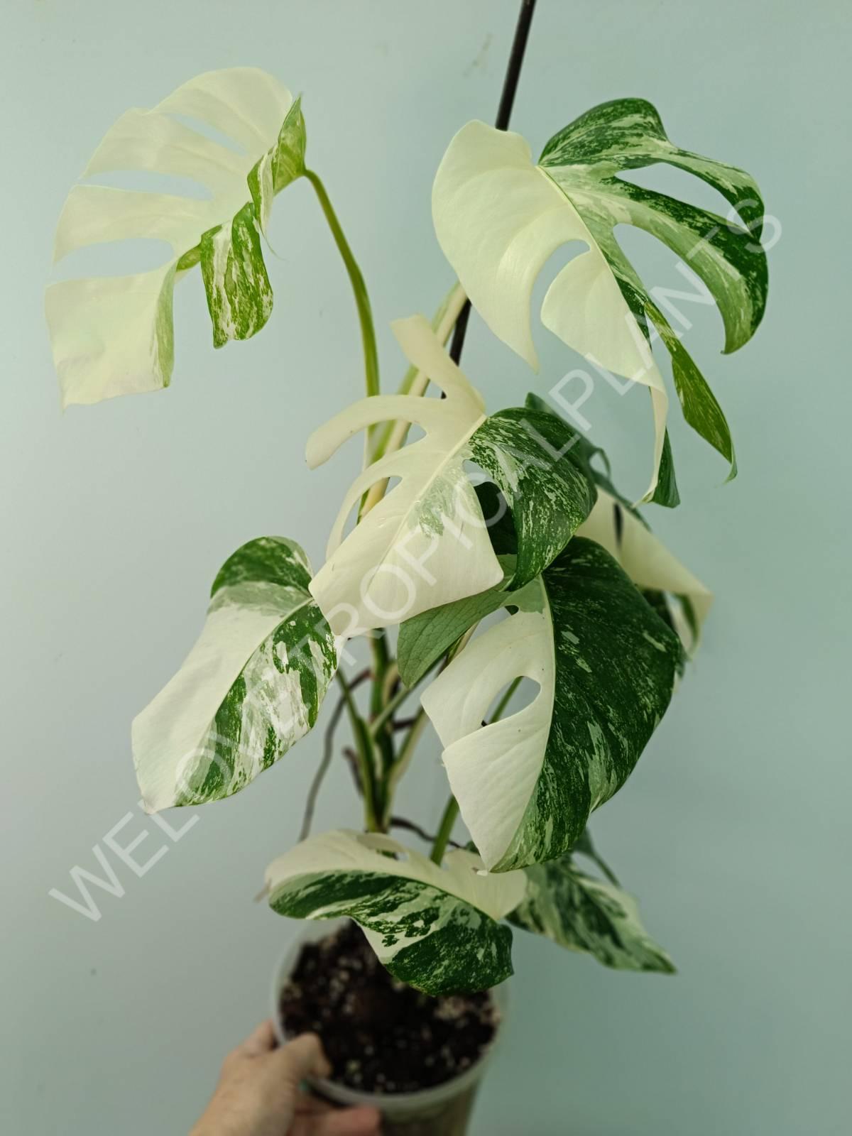 Monstera variegata albo