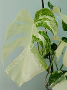 Monstera variegata albo