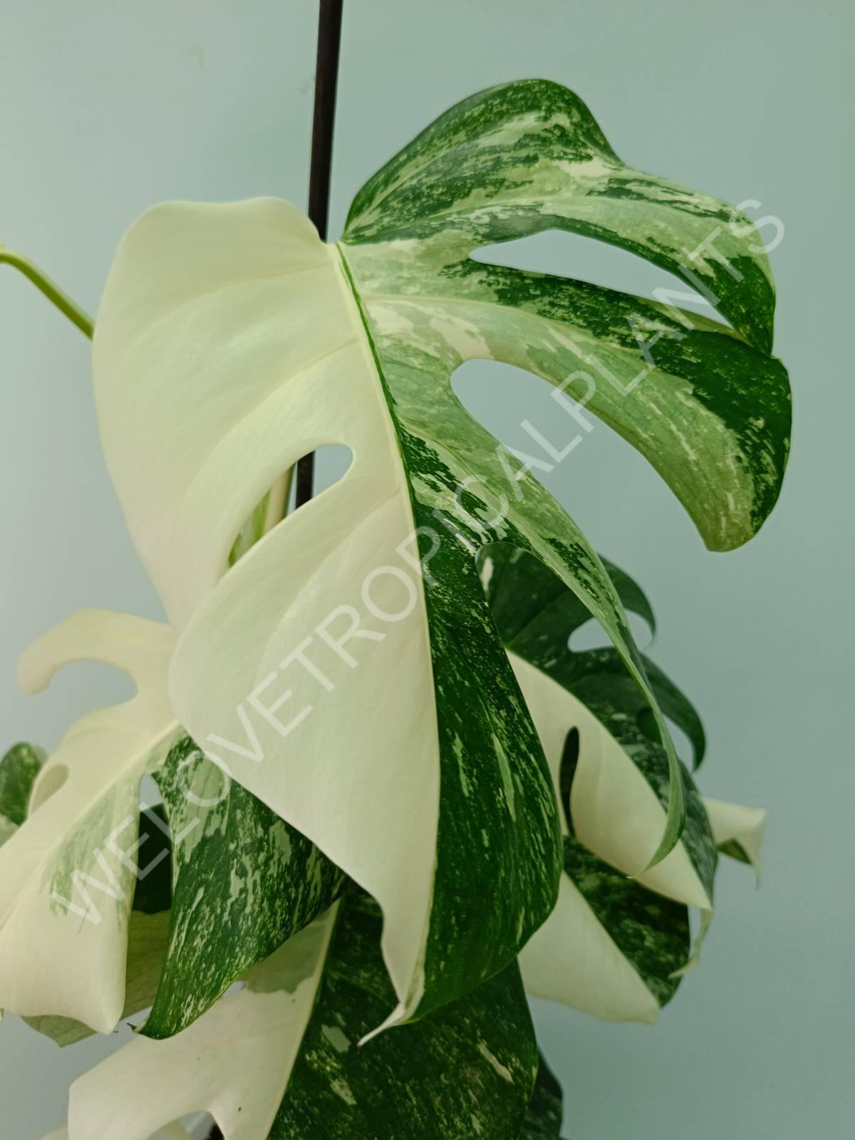 Monstera variegata albo