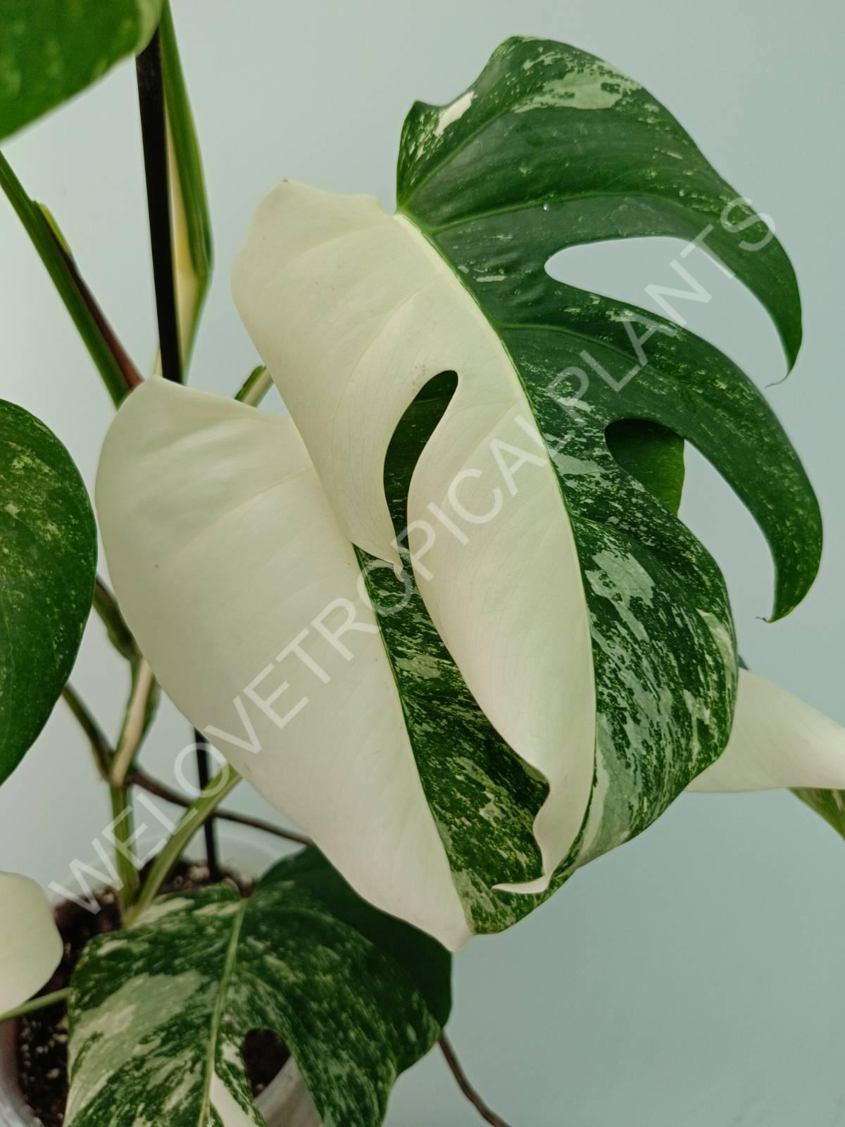 Monstera variegata albo