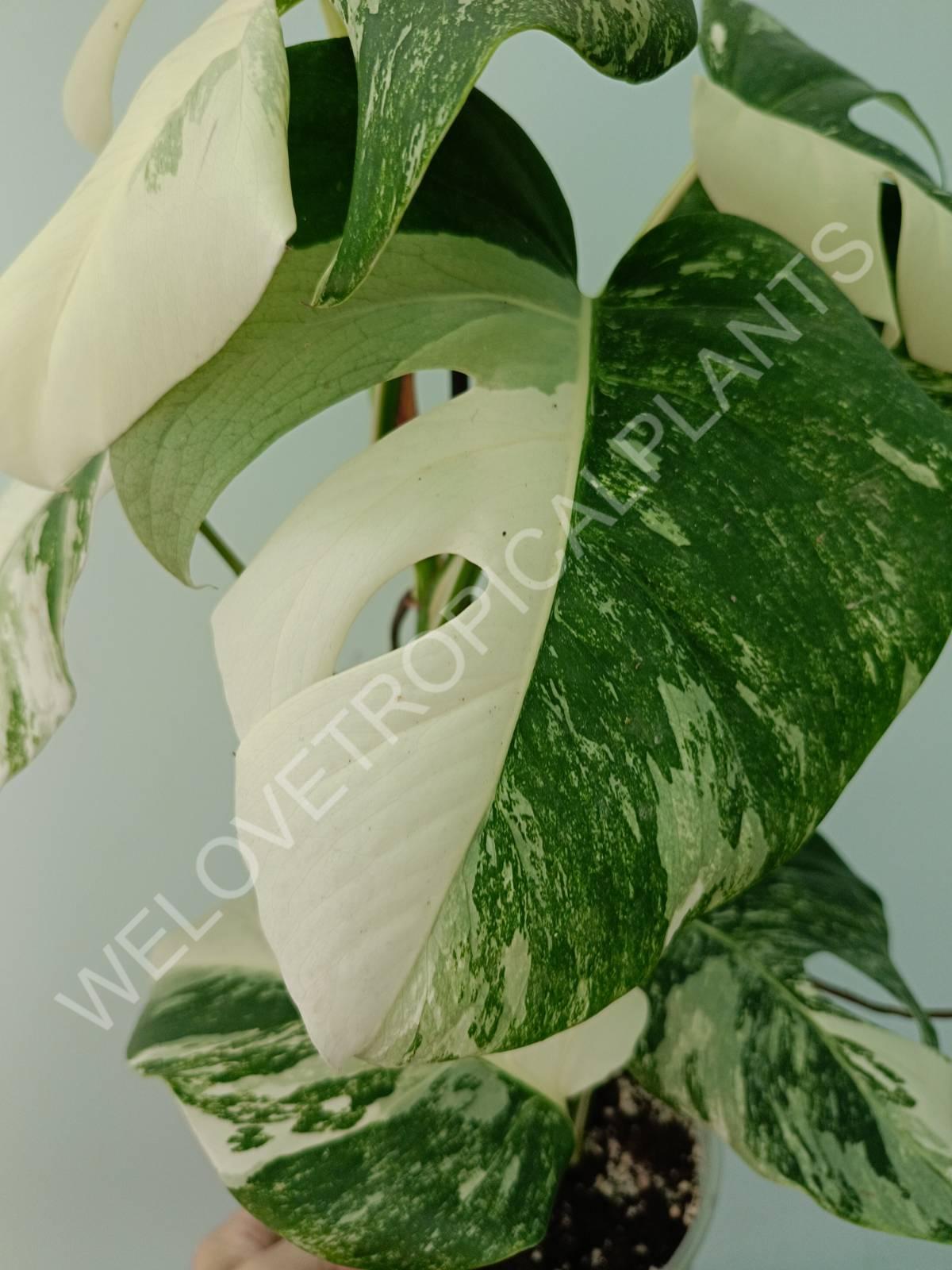 Monstera variegata albo