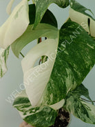 Monstera variegata albo