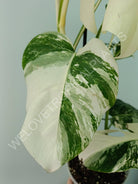 Monstera variegata albo