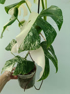 Monstera variegata albo