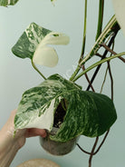 Monstera variegata albo