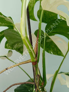 Monstera variegata albo