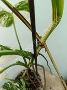 Monstera variegata albo