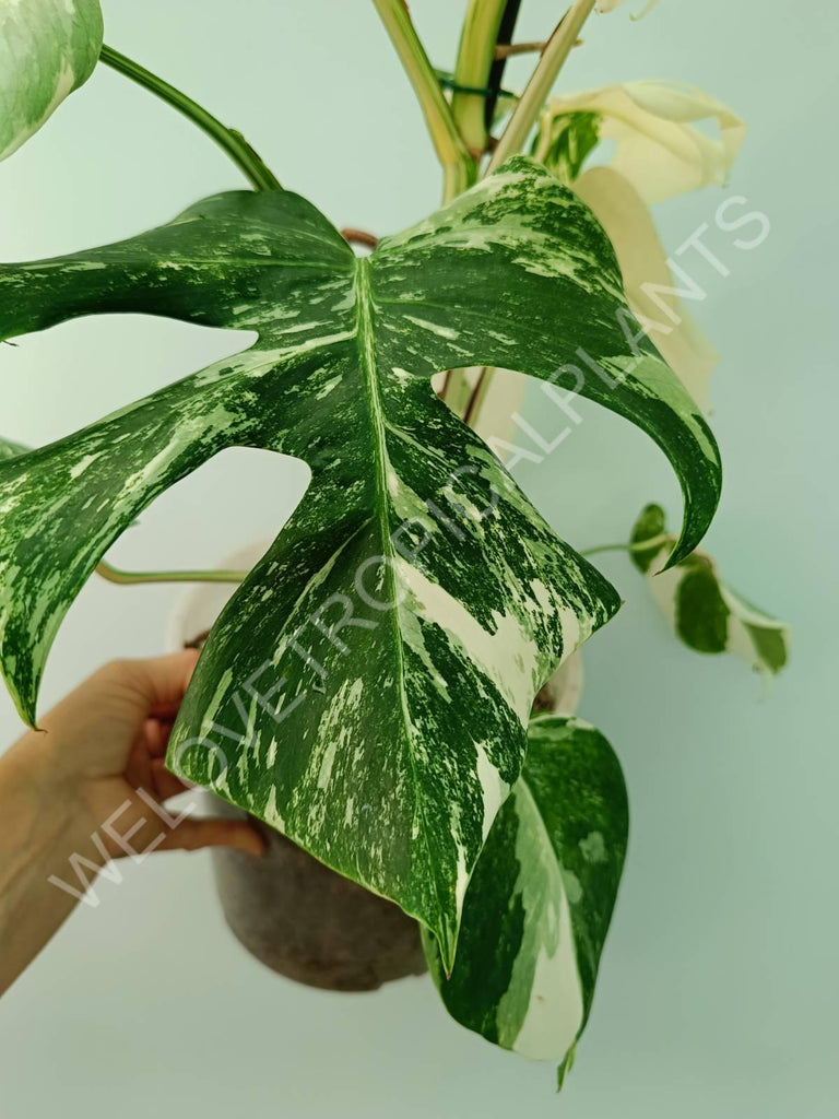 Monstera variegata albo