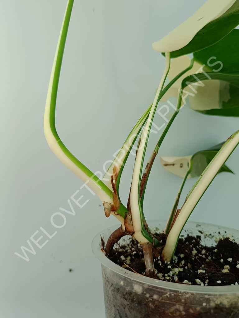 Monstera variegata albo SOLID WHITE