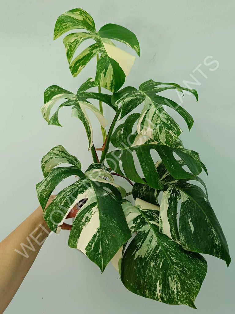 Monstera variegata albo