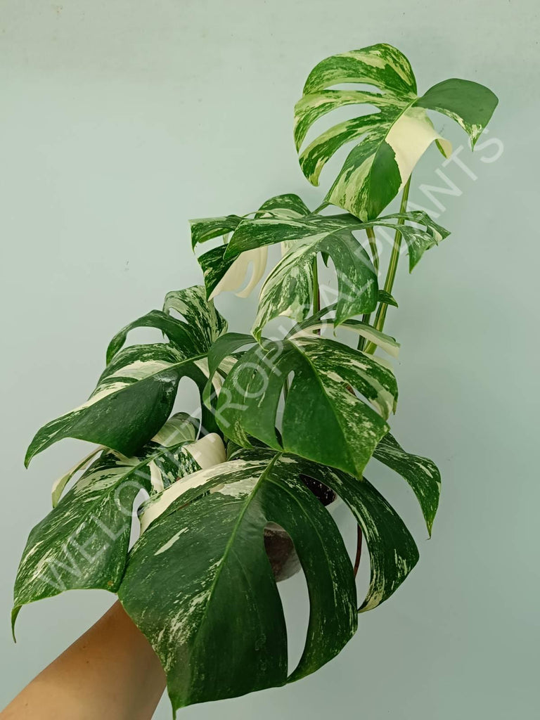 Monstera variegata albo