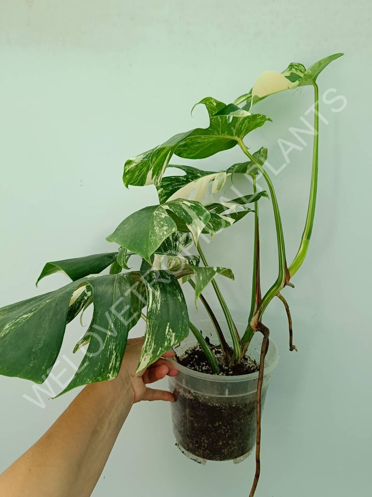 Monstera variegata albo