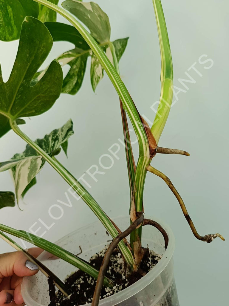 Monstera variegata albo