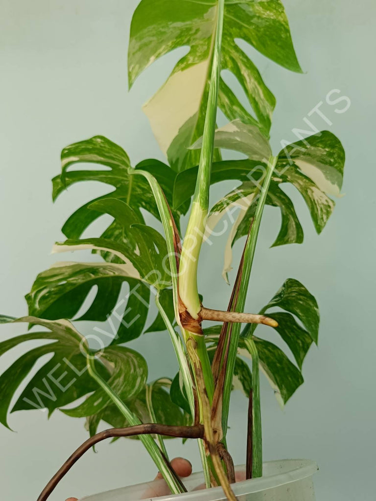 Monstera variegata albo