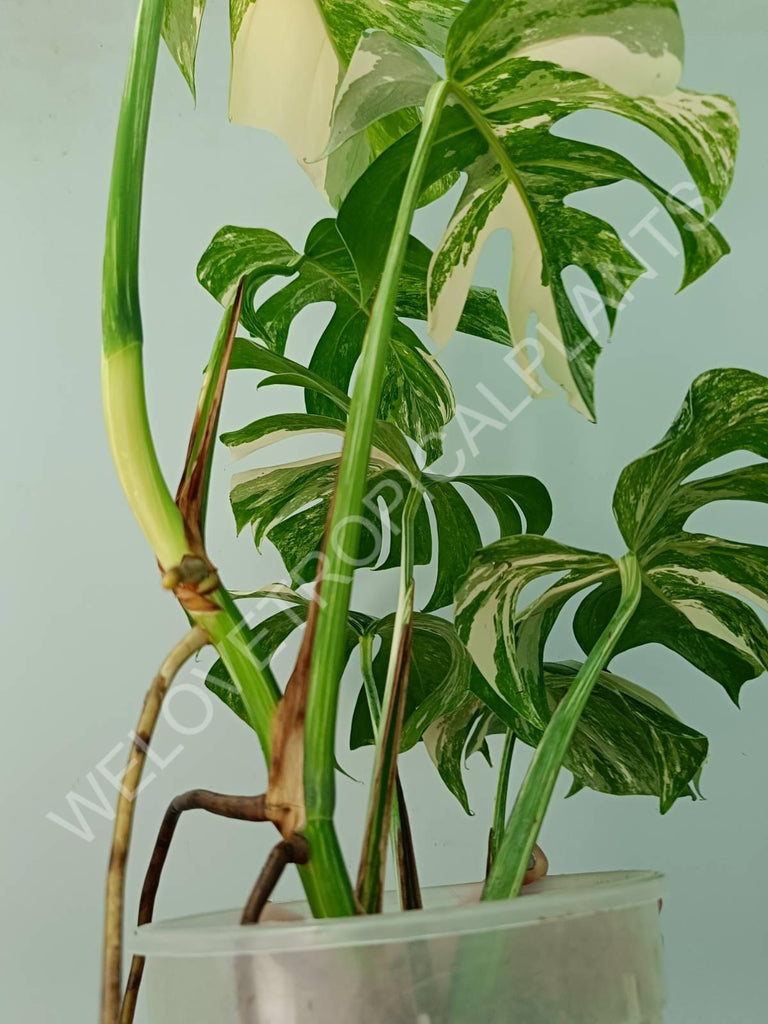 Monstera variegata albo