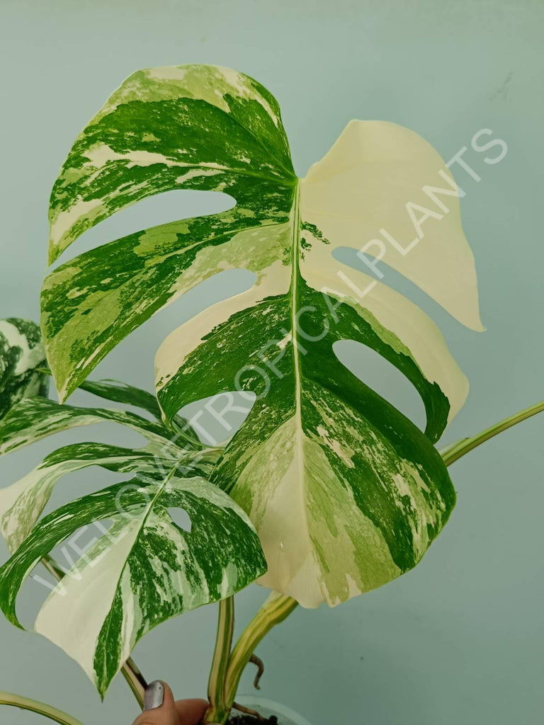 Monstera variegata albo